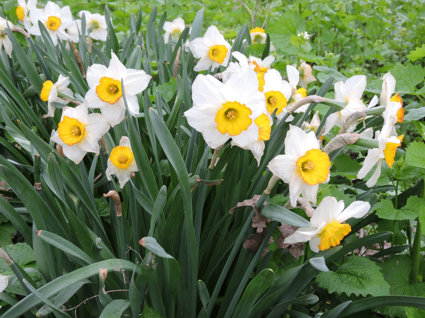 Home-School Trifecta (Ages 8-12)