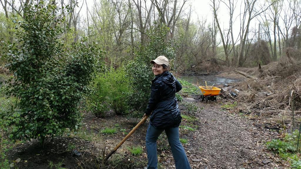  a woman uses a shovel to move mulch to protect the roots of a newly planted tree 