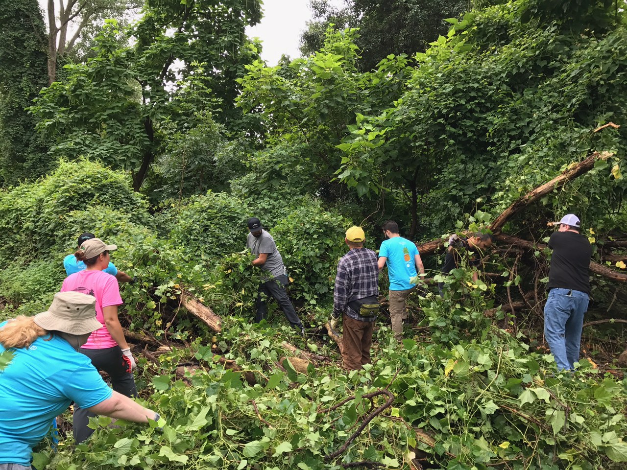  volunteers tackle the removal of invasive species that have covered a corner of the park 