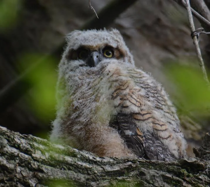 Owl Prowl Night Hike