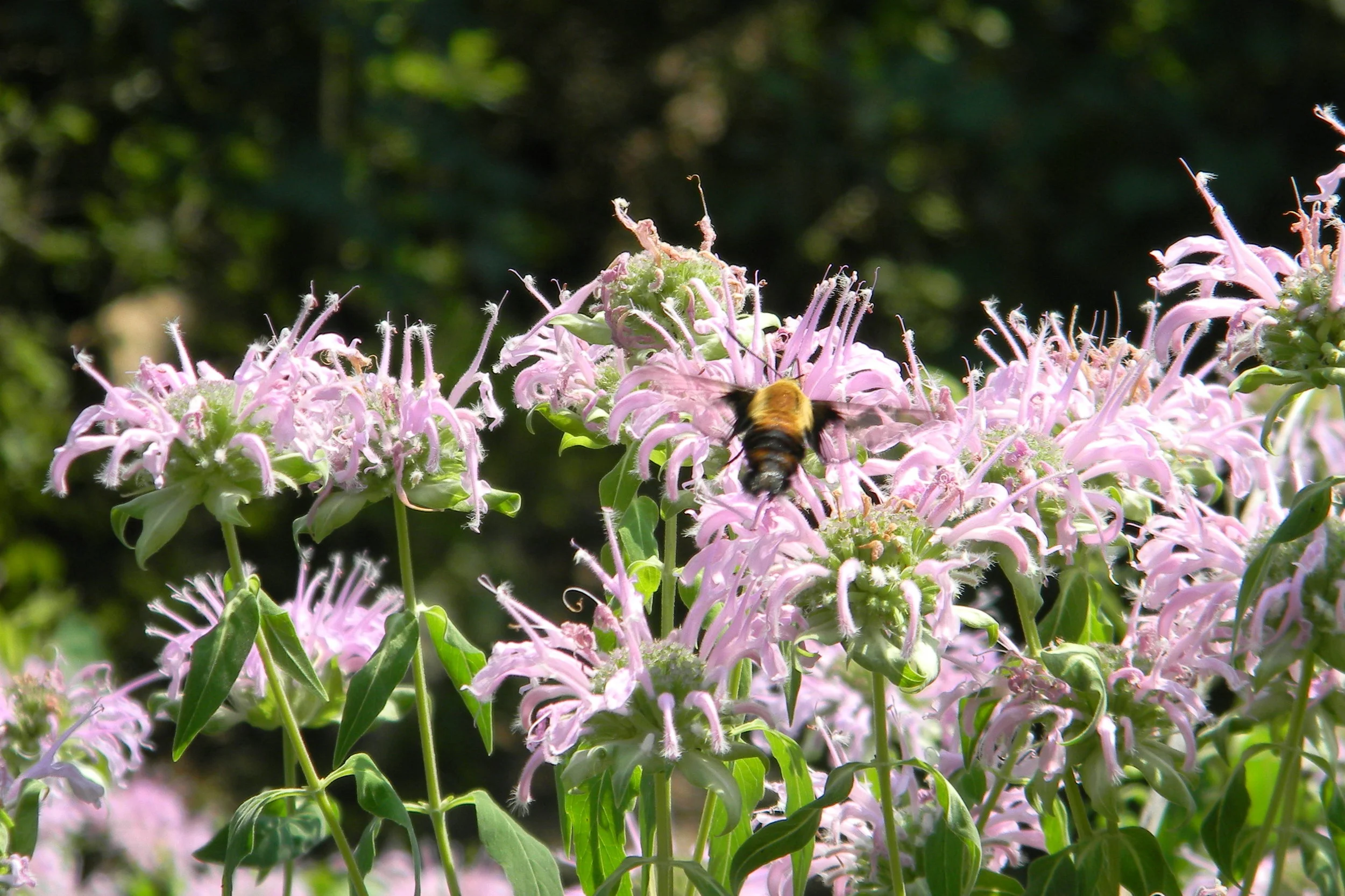 Butterfly Garden Clean-up