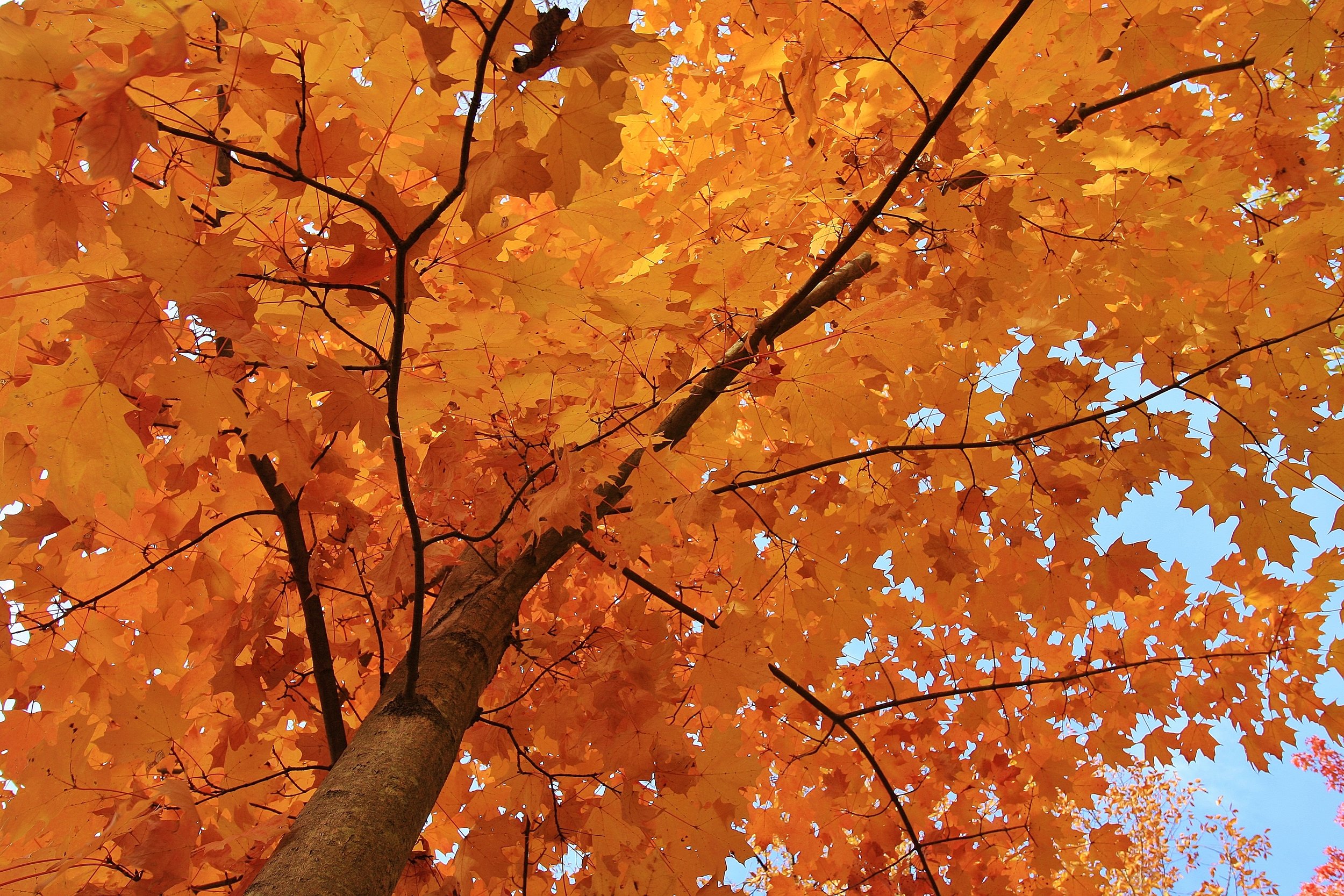 Four Seasons Tree ID Hike (rescheduled)