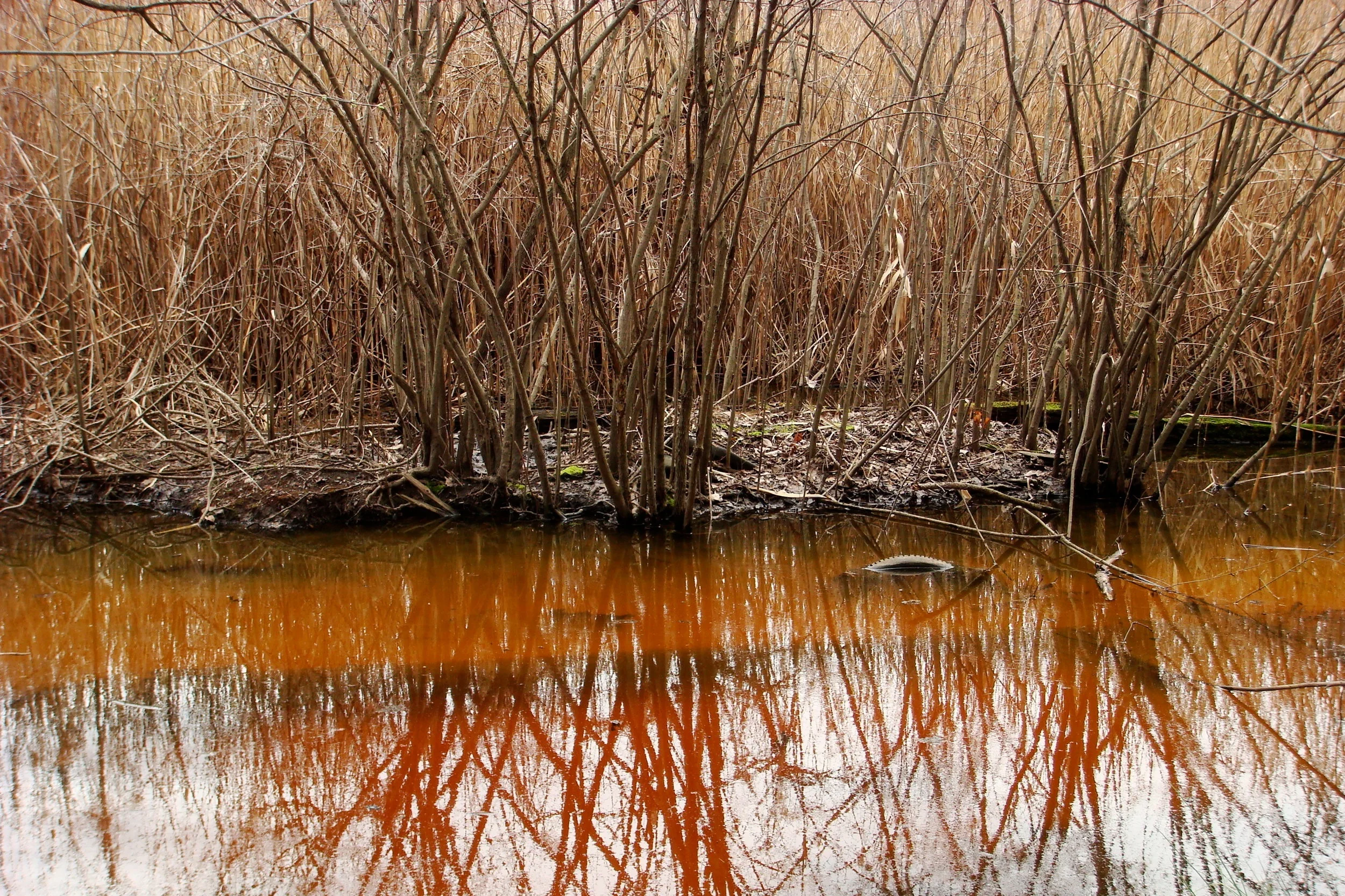 URBAN WETLAND