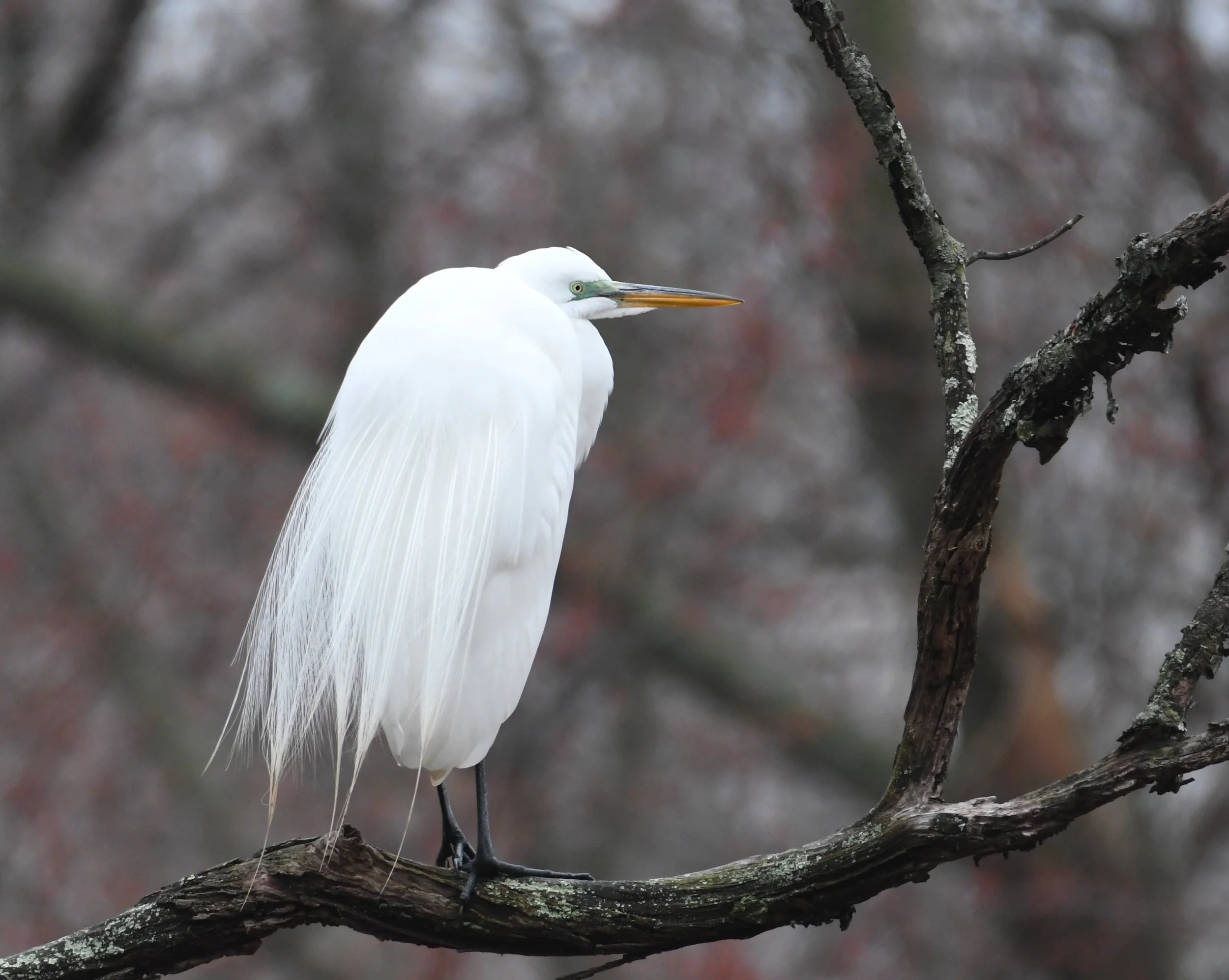 Winter Birds of Bergen County 