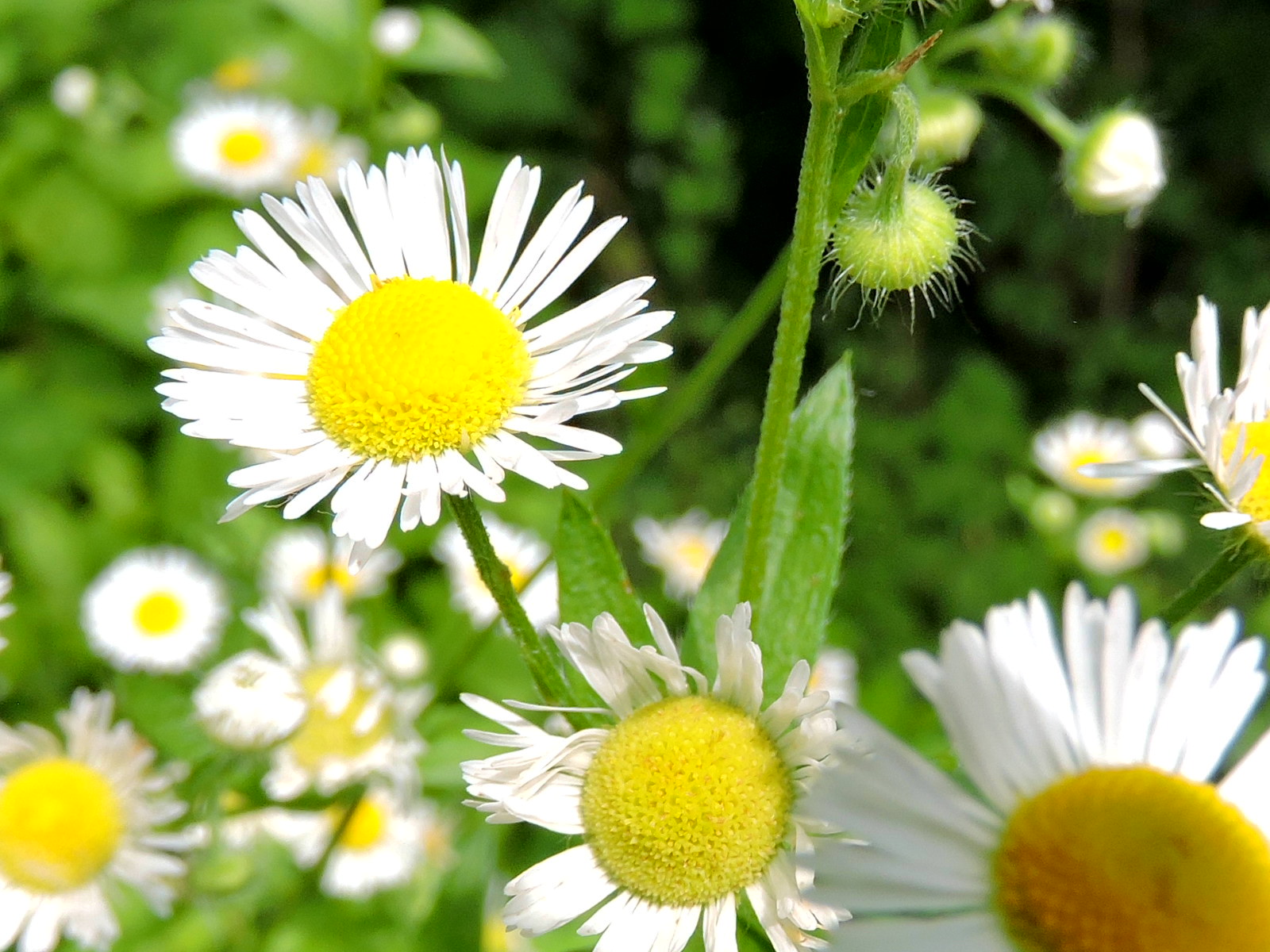 In Search of Spring Family Walk