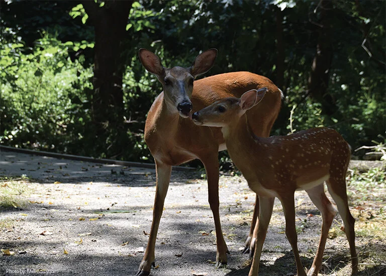 Invite Cover Doe and Fawn 2019.jpg