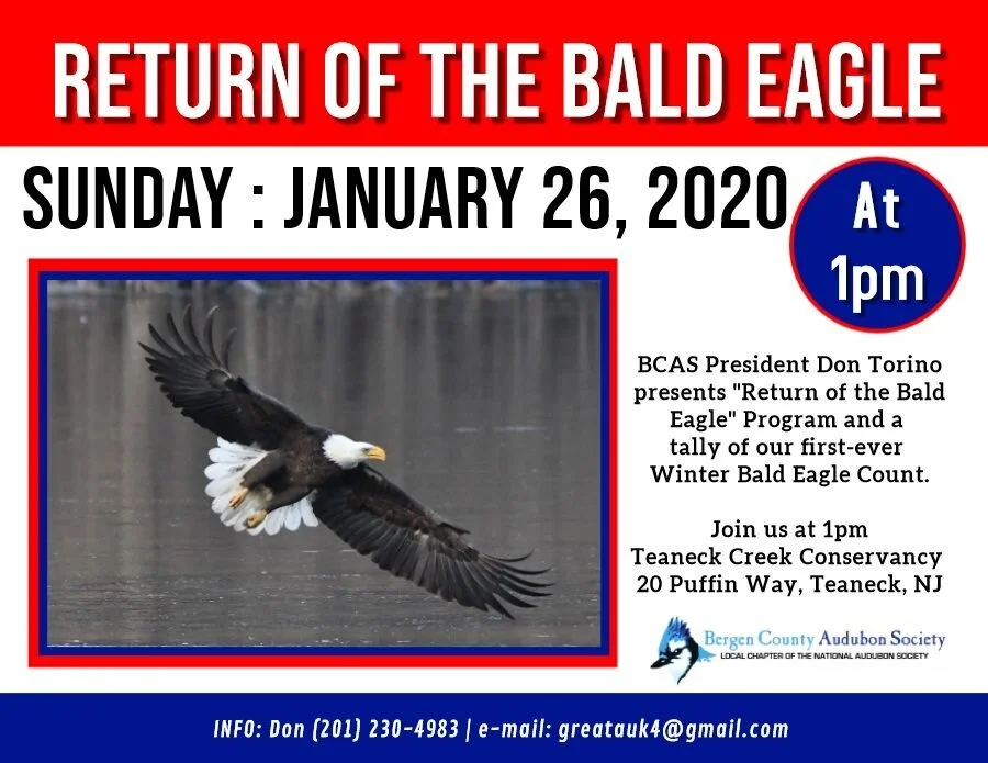 Return of the Bald Eagle