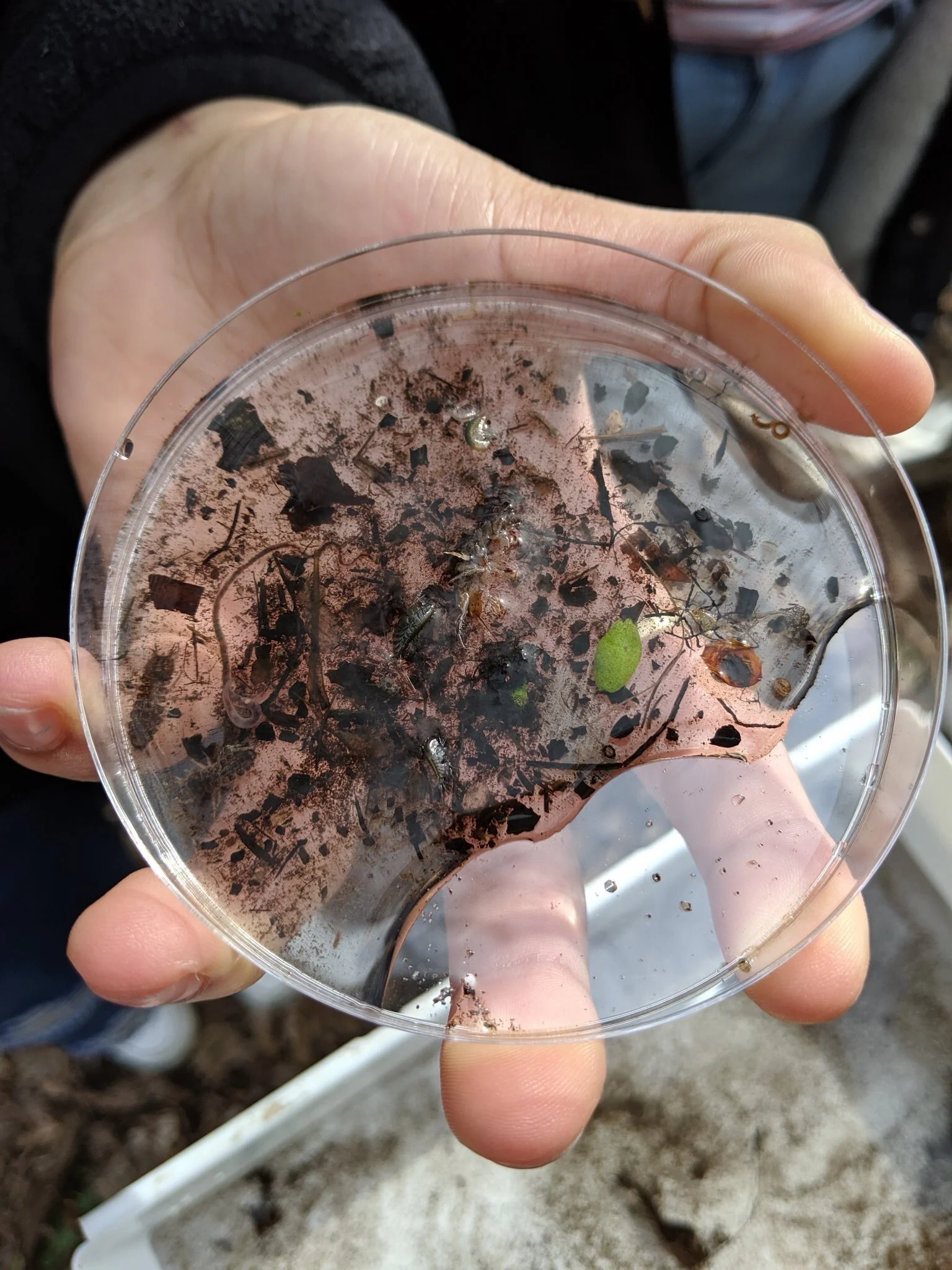 Facebook LIVE: Greening STEM