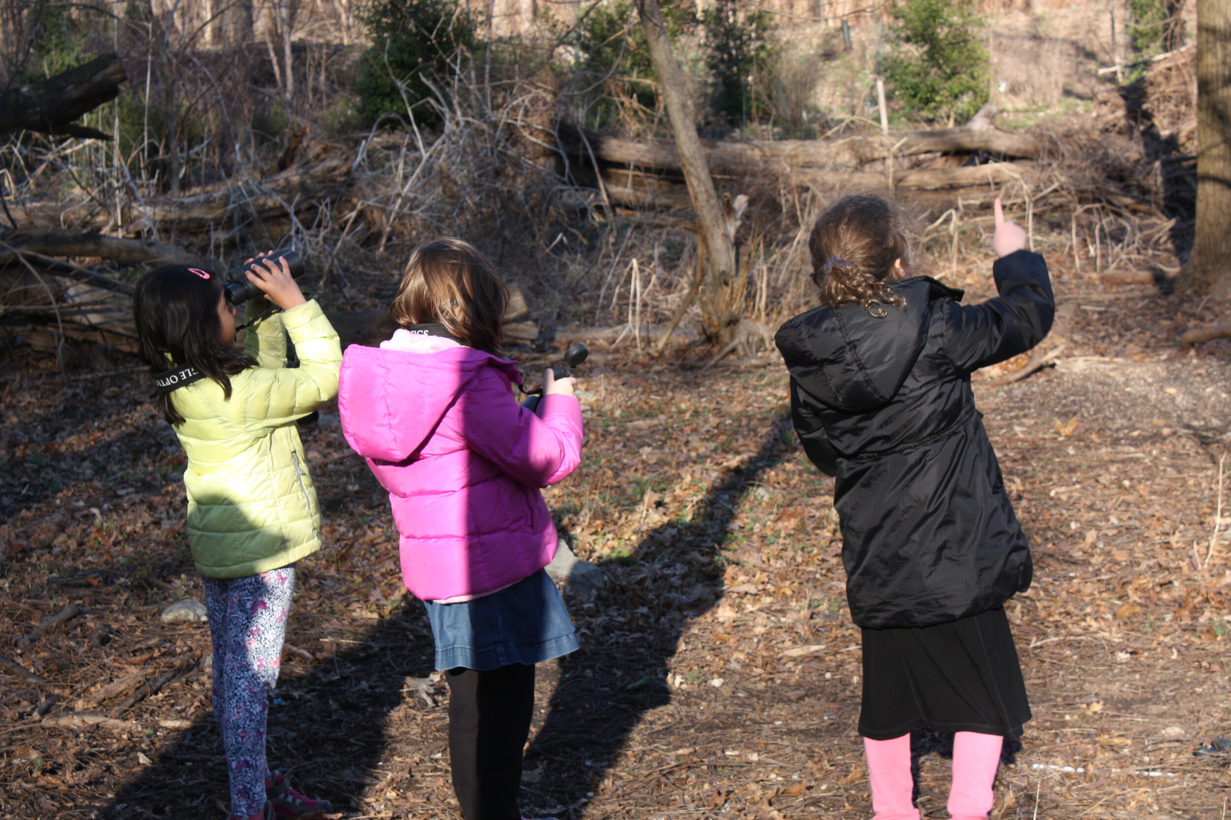 Birding for Beginners 