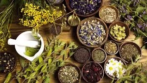 ONLINE: The Relationship between Plants and Healing