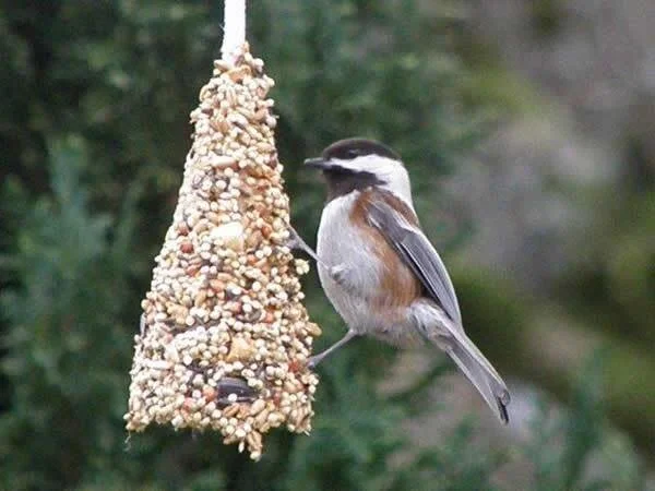 SNOW Many Crafts: Bird Feeder Tree Ornament 
