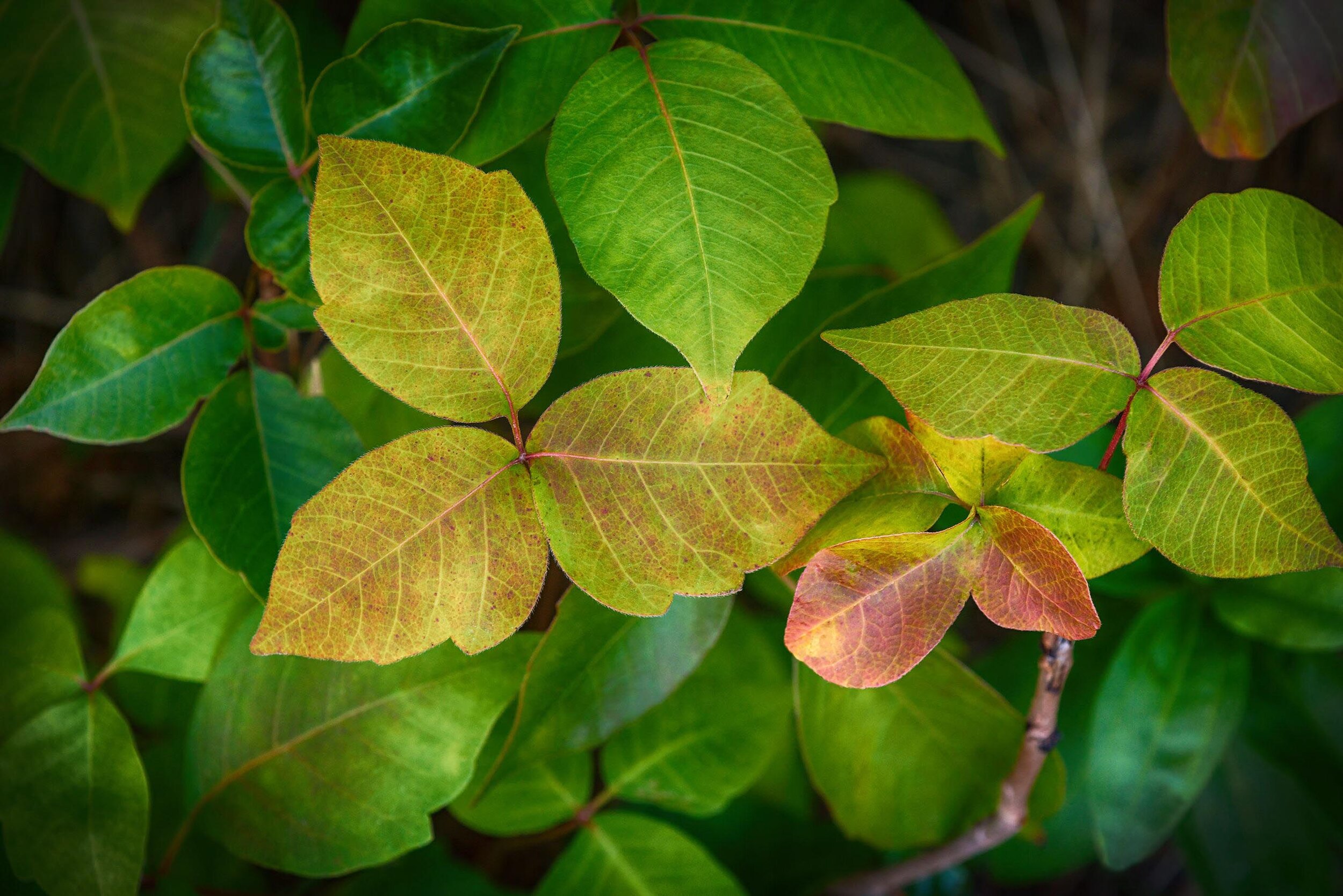 Poison Ivy