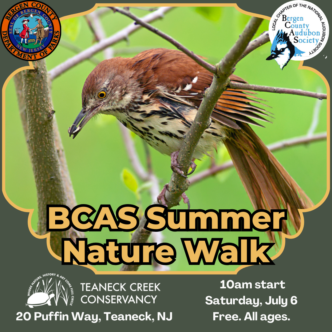 BCAS Summer Nature Walk