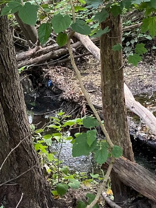2022-9-1 fallen tree - from trail.jpg