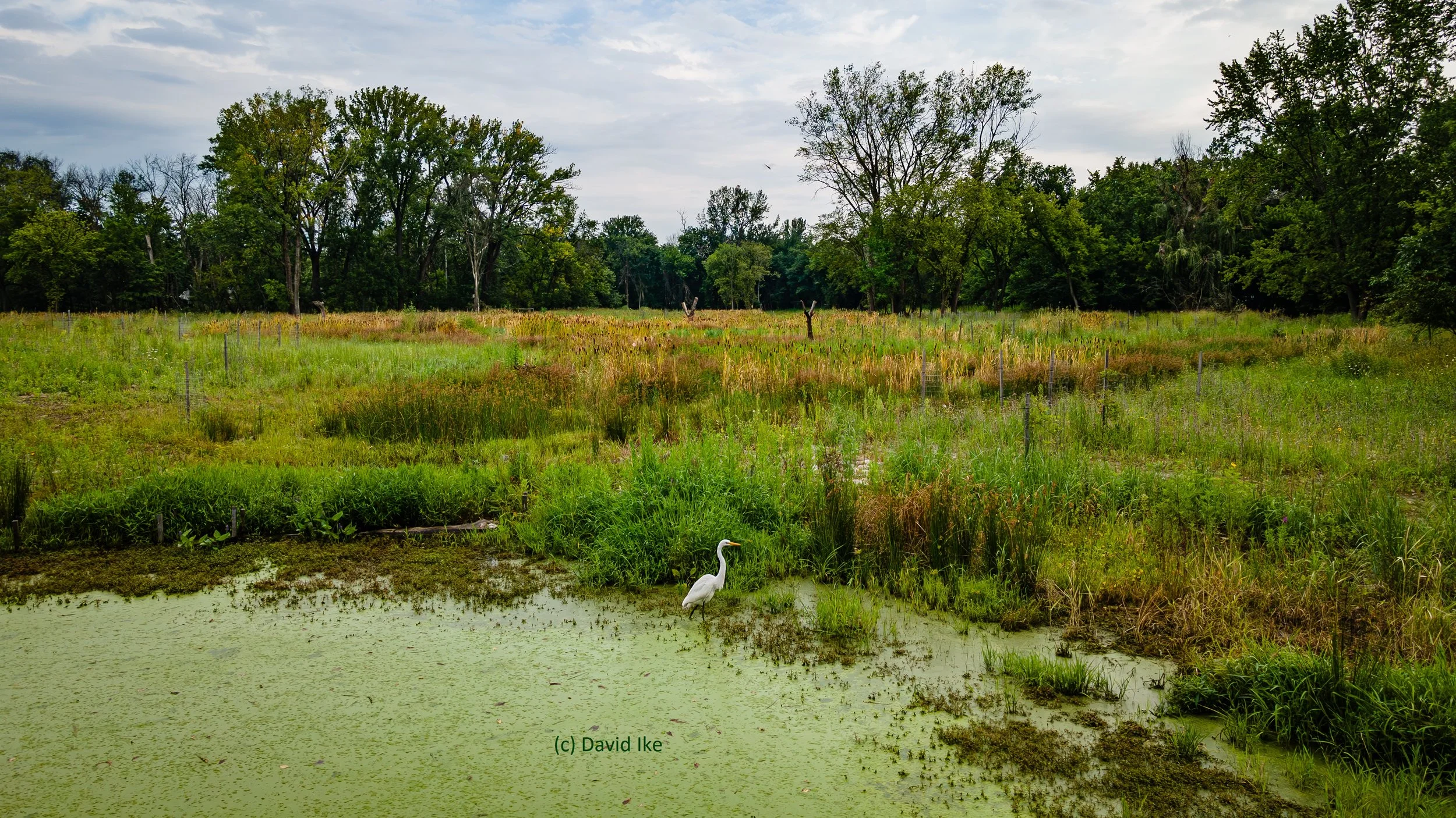 14408_01_001_N125_David_Ike_LandingPage.jpg