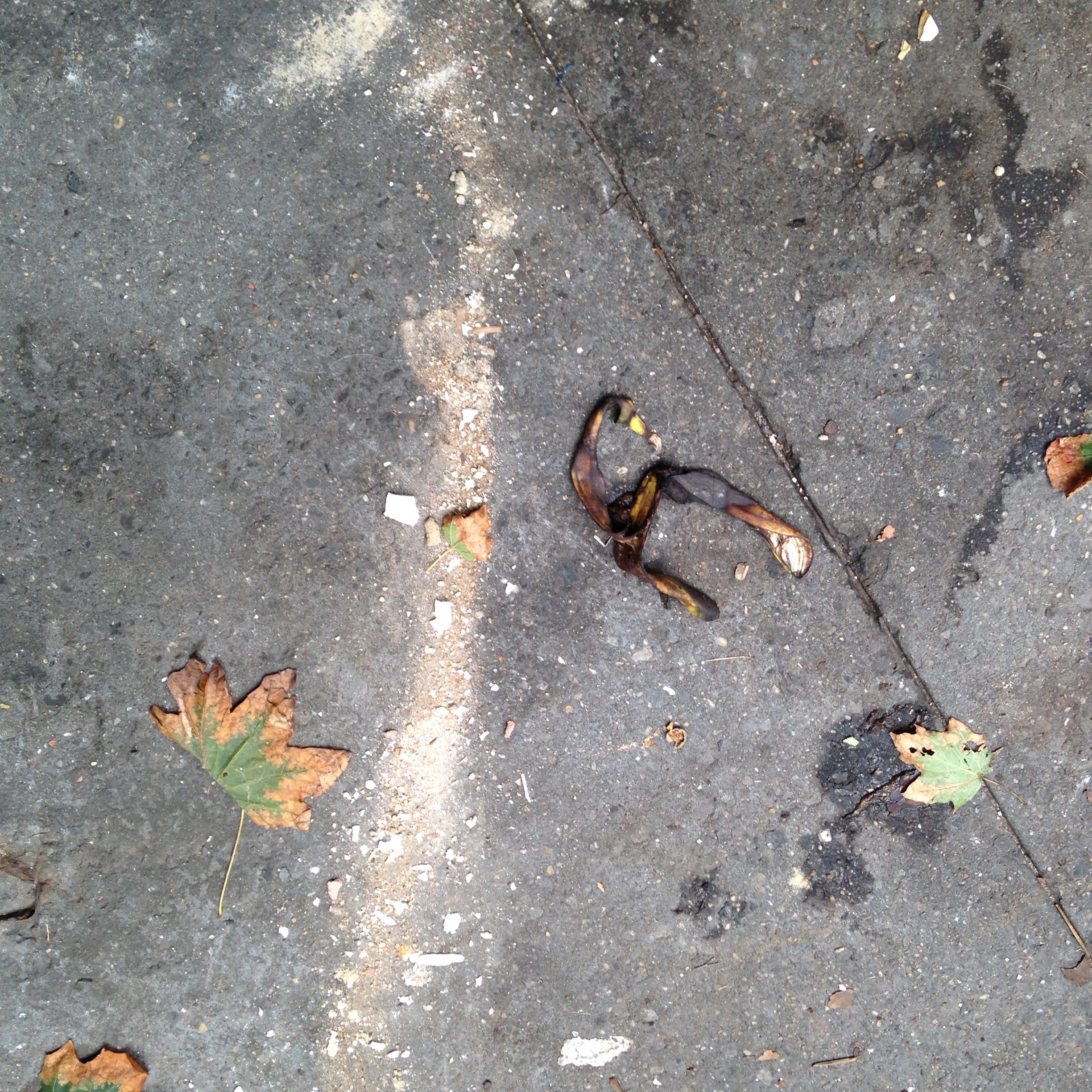 "Fall is the most beautiful time of year in New York. All eight minutes of it."