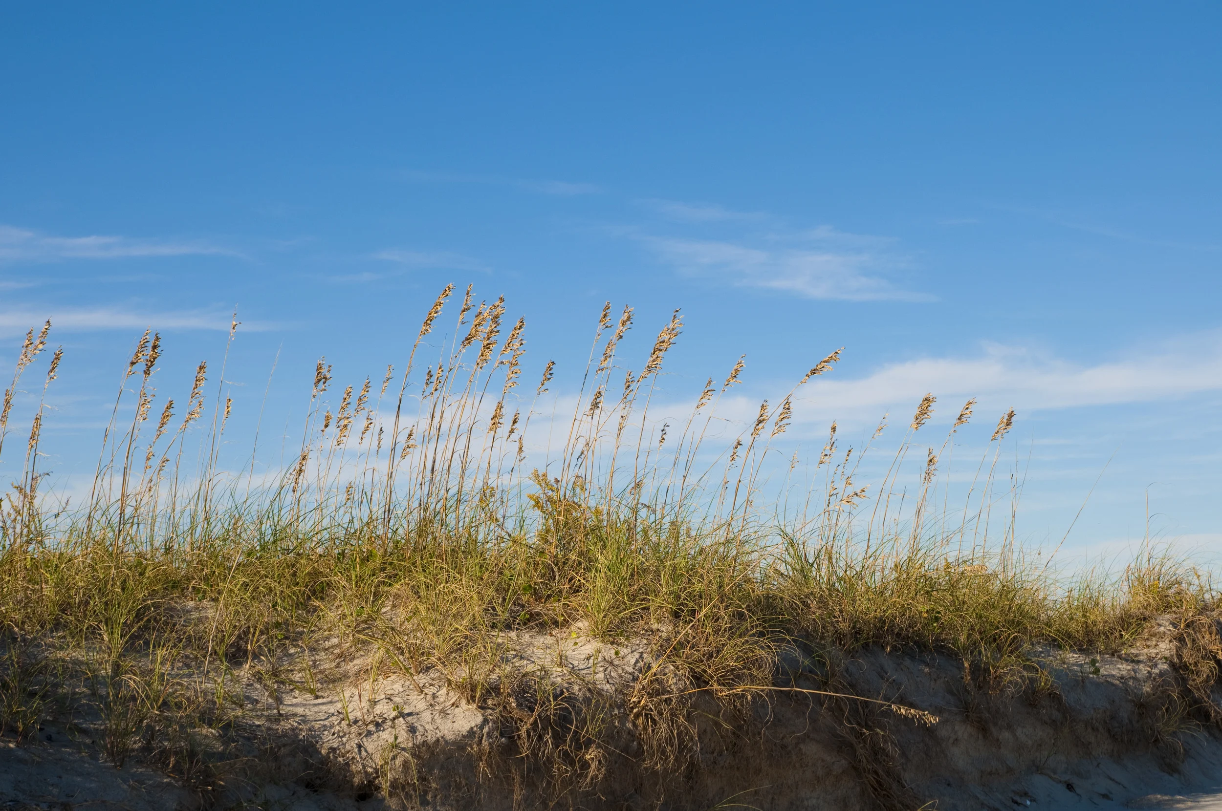 6 Contact_Sea Oats.jpg