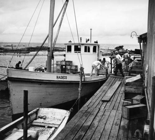 Loading Boat with Fish, Cape Hatteras, 1945