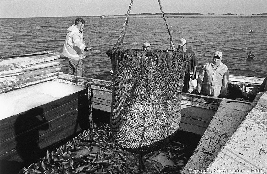 Bailing the FisH Credit: Lawrence S. Earley