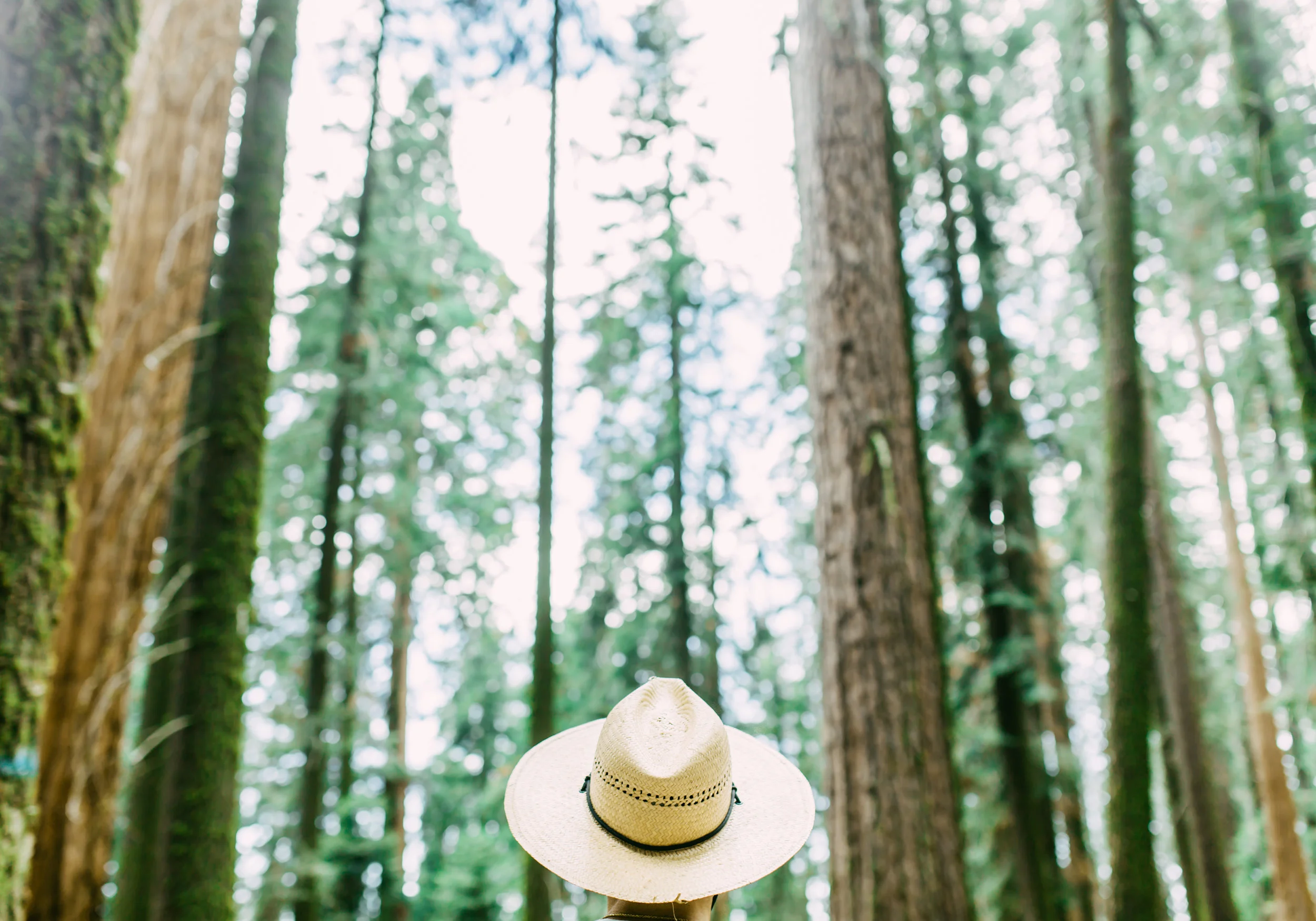 sequoia.al (9 of 63).jpg