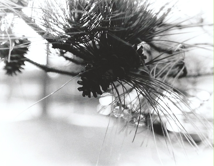 Pinecones.jpg