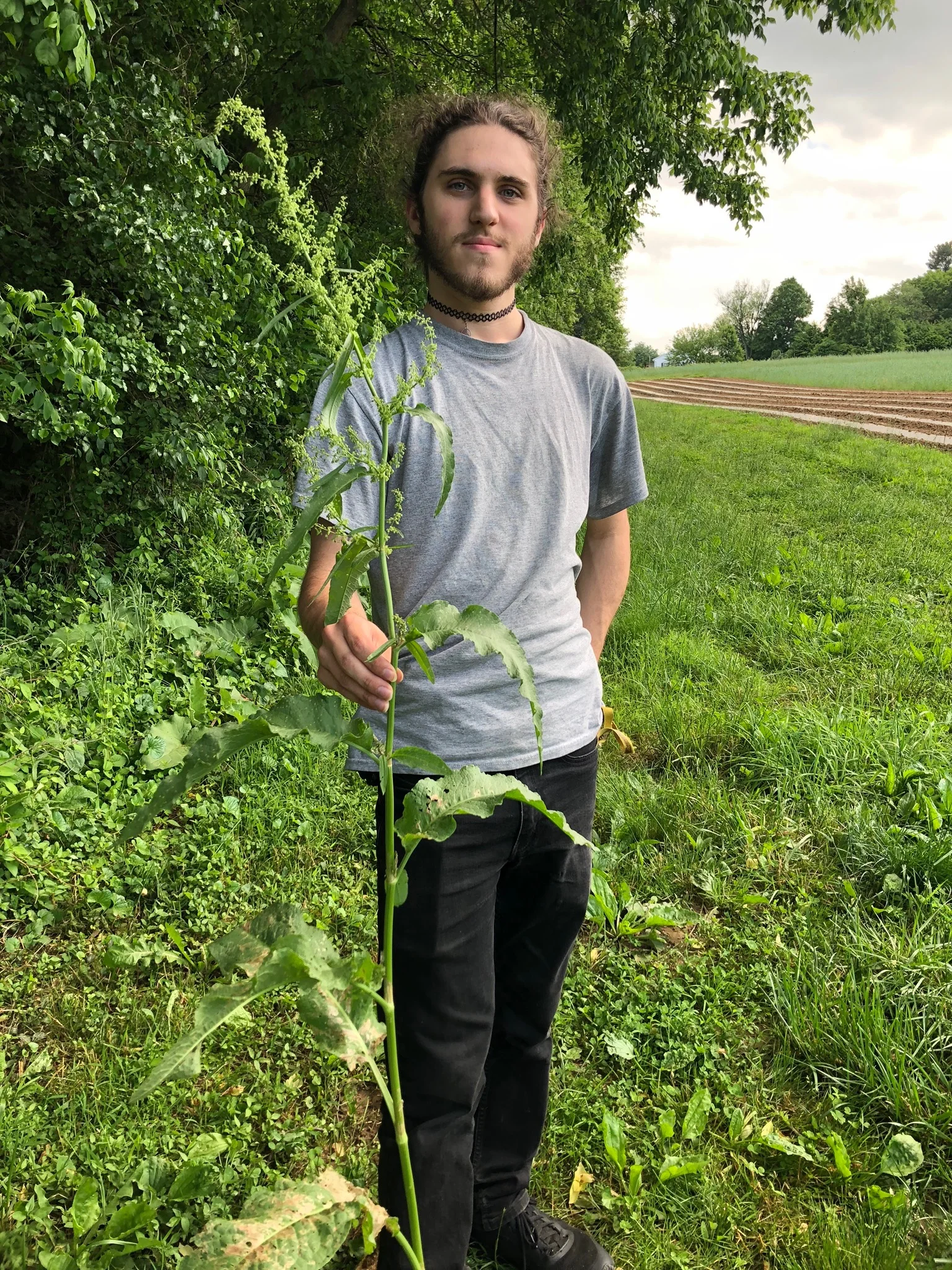 Foraging for Wild Edibles and Wildflowers
