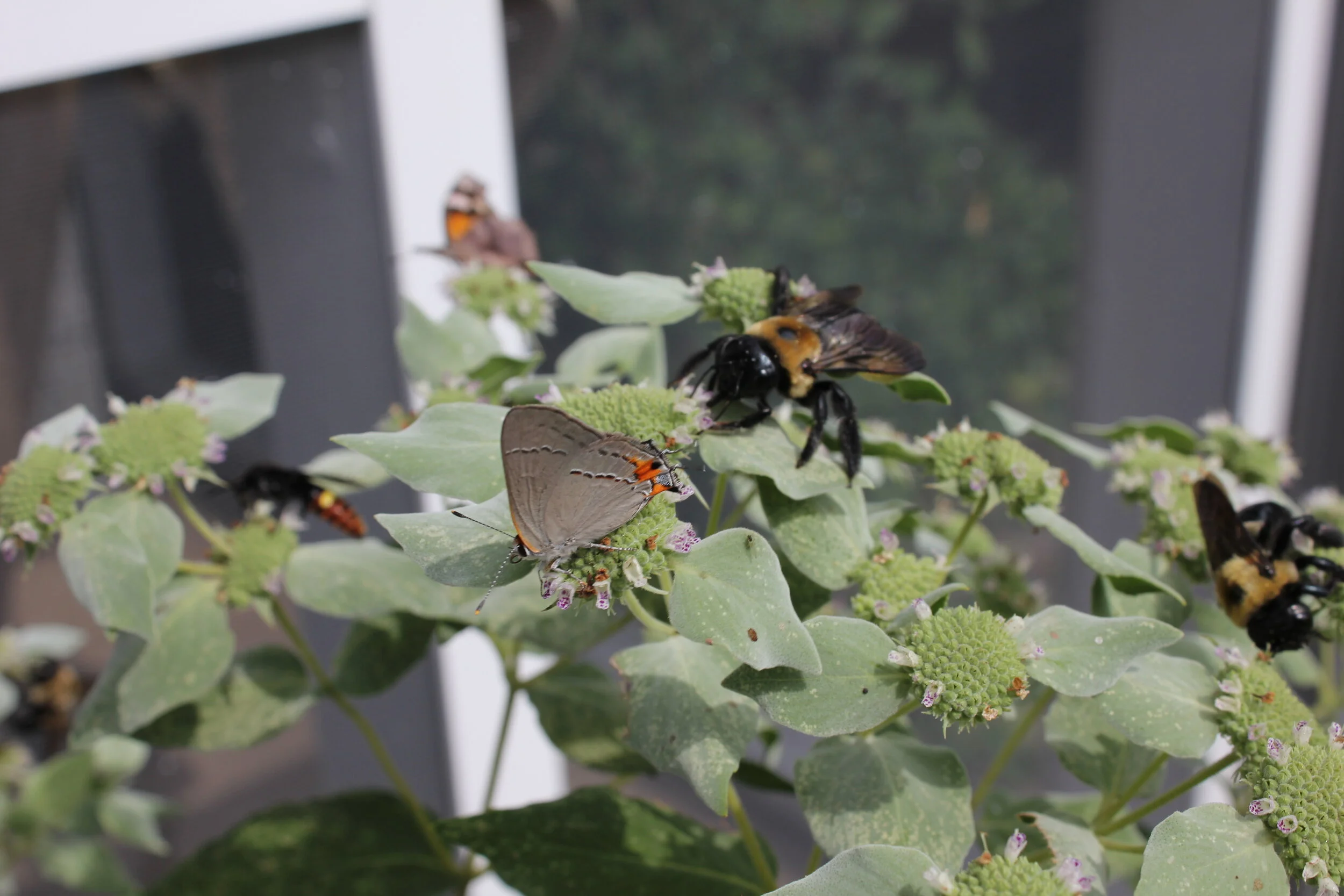 Powerhouse Native Place for Wildlife