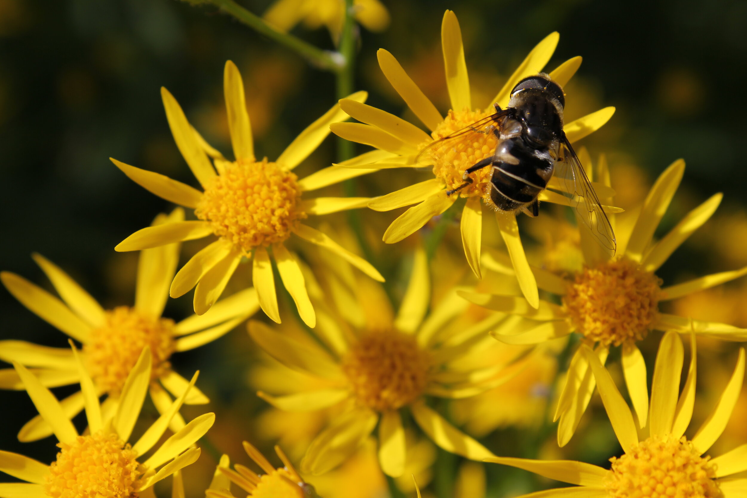 Green Mulch: Using Native Plants as Ground Covers