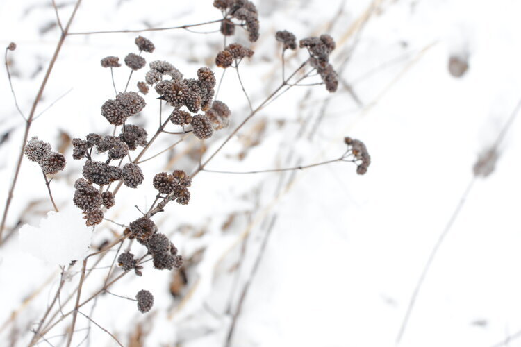 Native Plants for Winter Interest and Wildlife