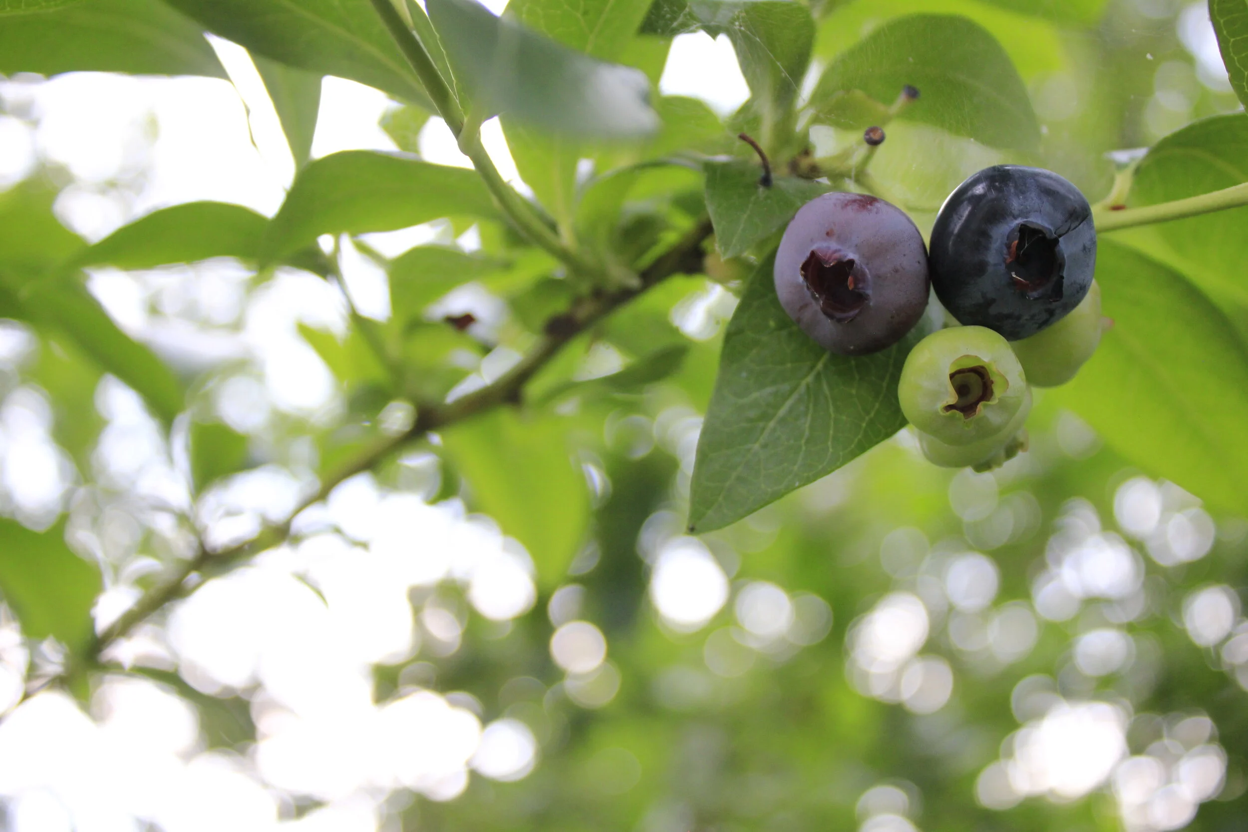 Native Edible Hedgerow Workshop