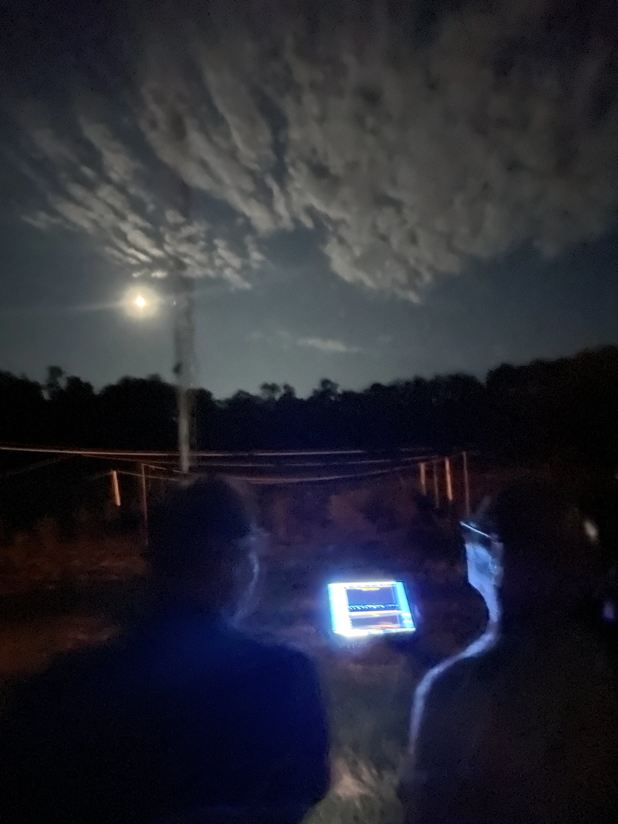Bats: Night Survey