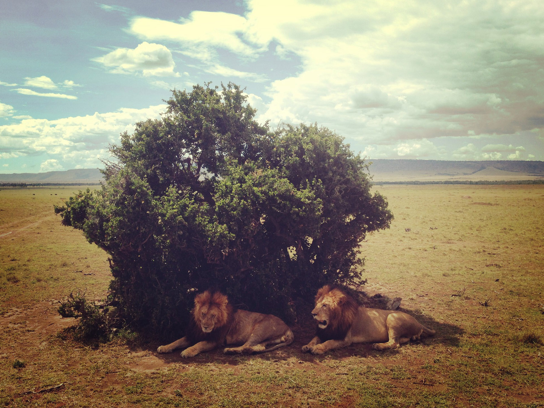 Mara_lionbrothers3.jpg