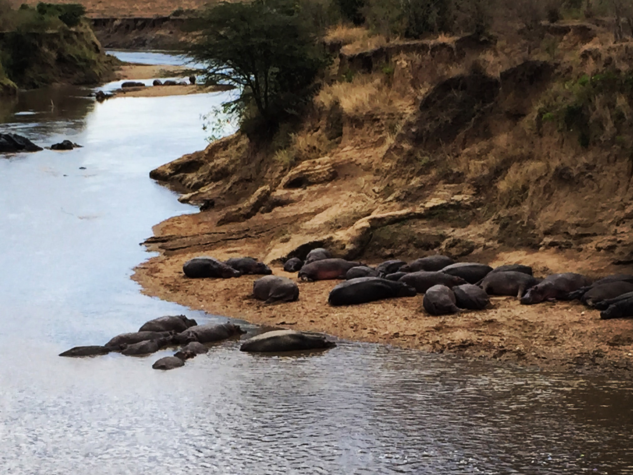 8 hippos2 (1).jpg