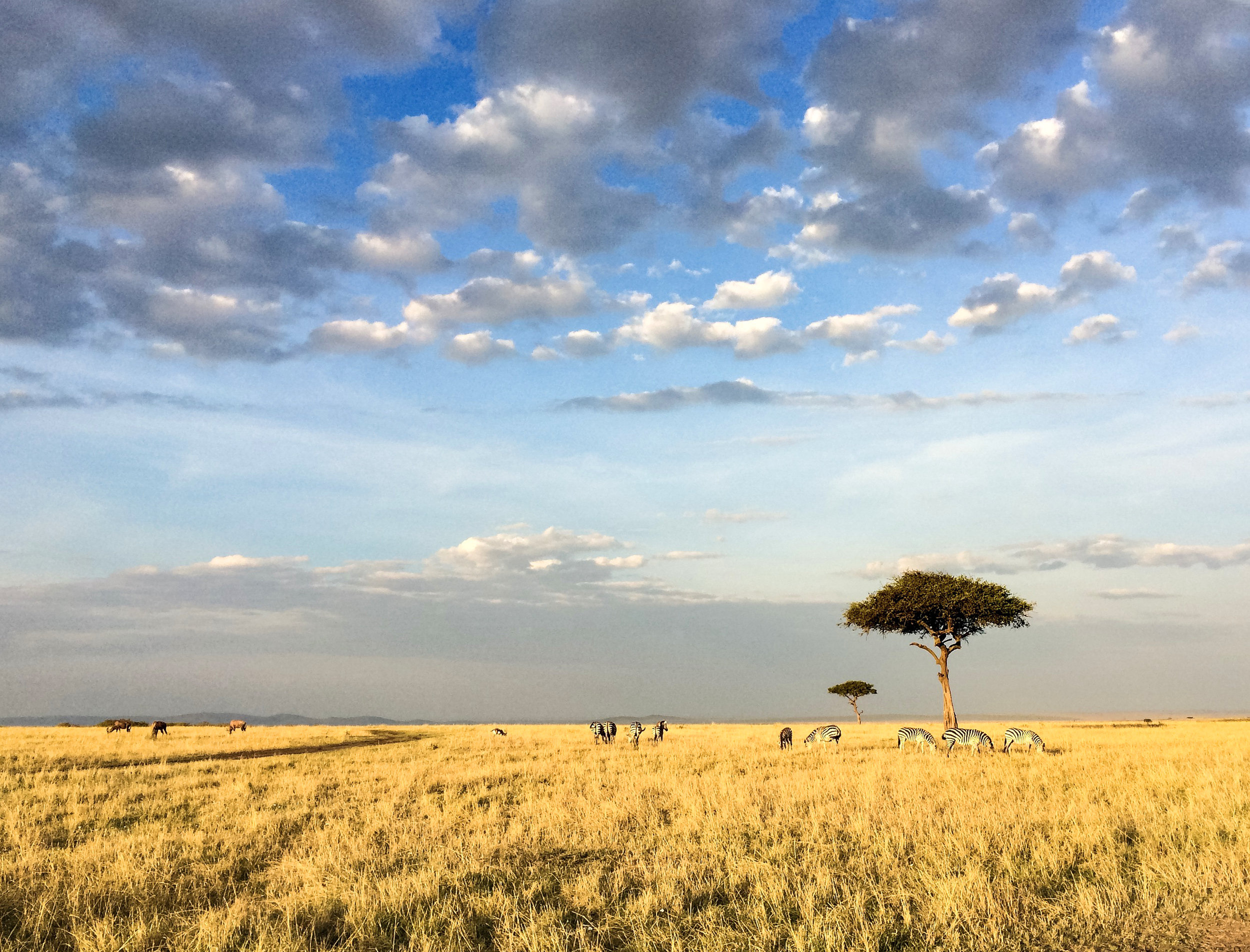 zebra and tree.jpg