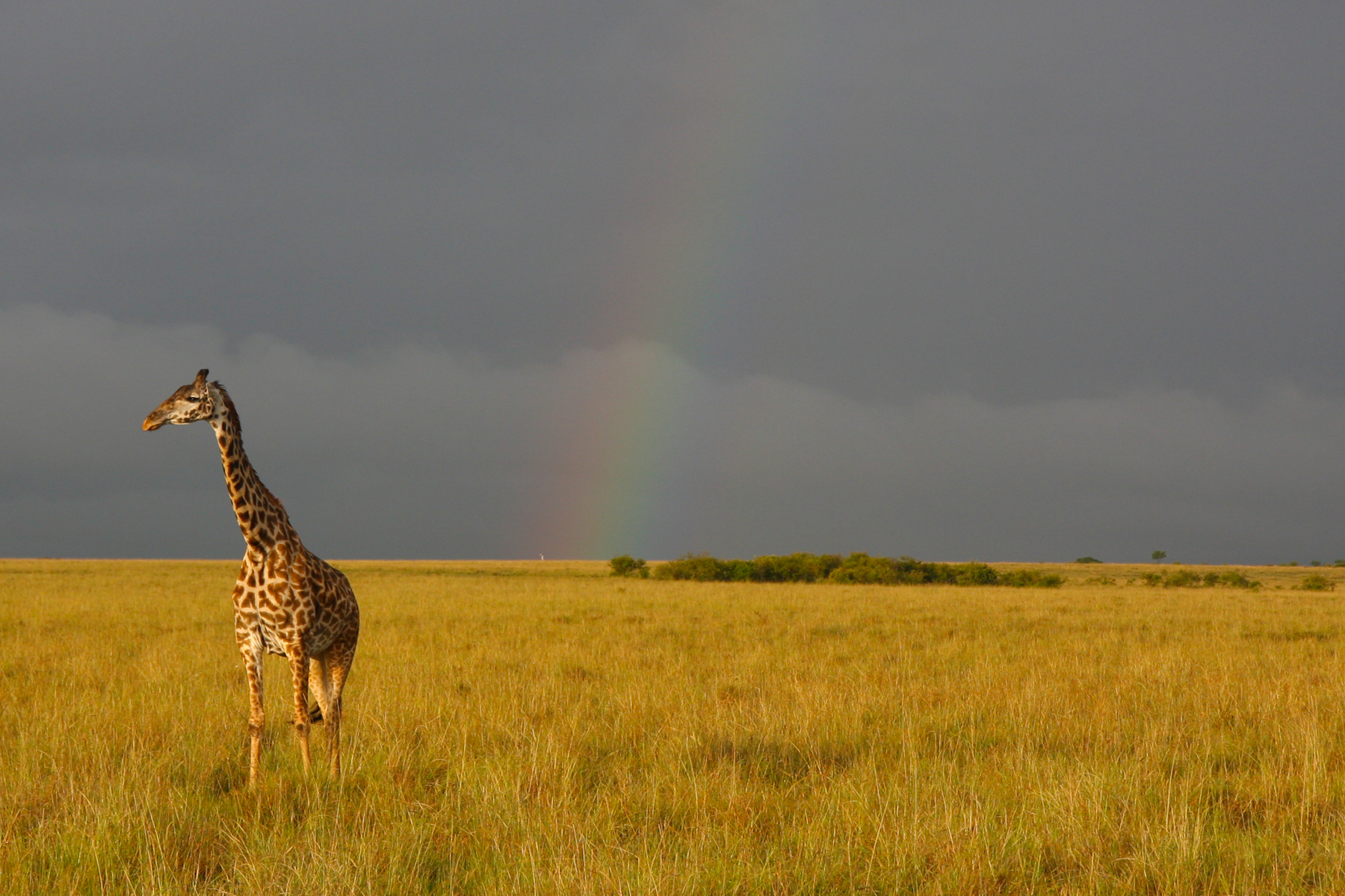 Mara_girafferainbow.jpg