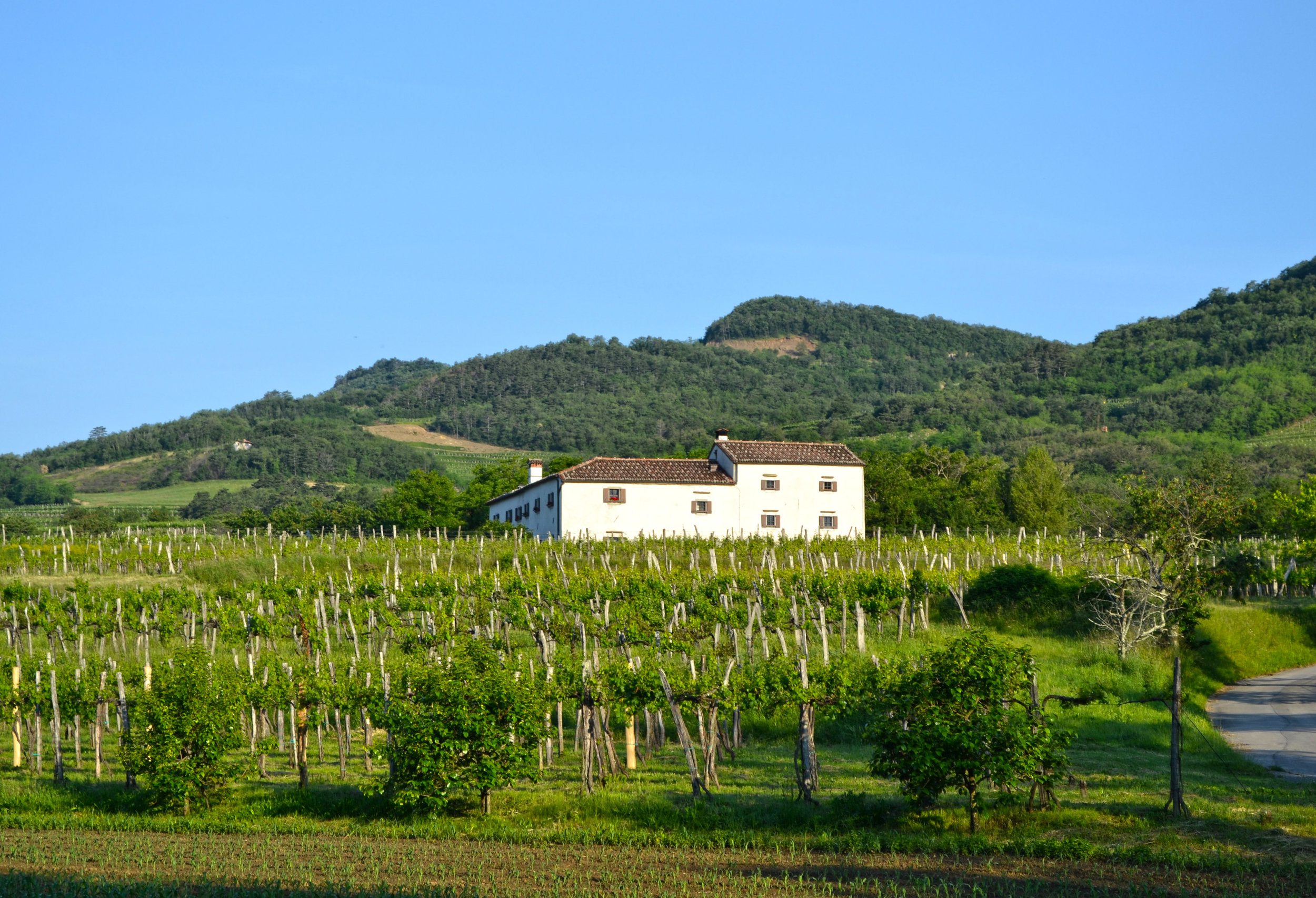 house in vineyard.jpg