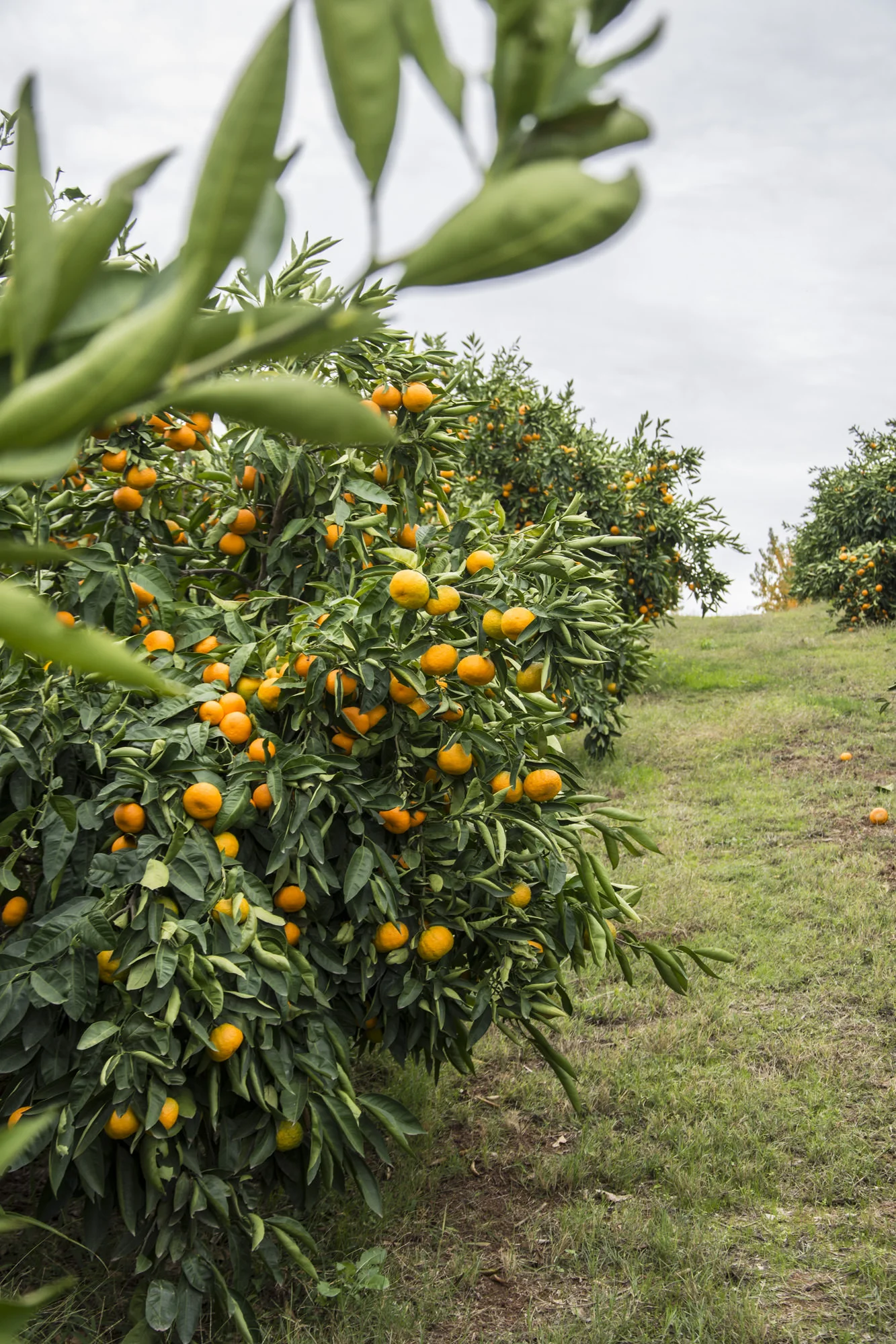 California Citrus Orchard.jpg