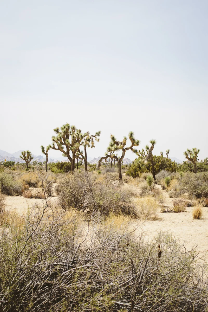Joshua Tree Photography.jpg