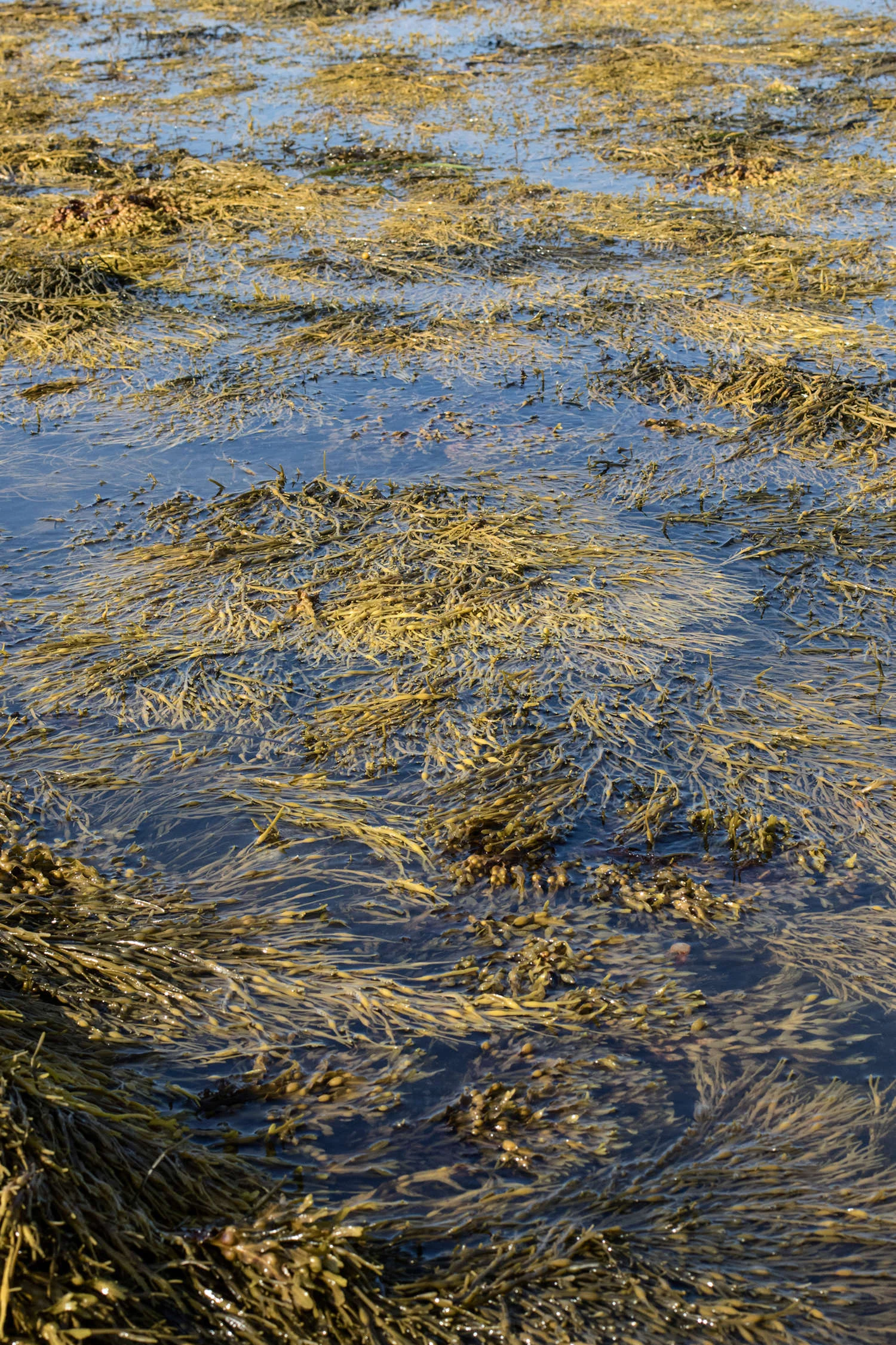 Maine Organic Seaweed Harvest.jpg