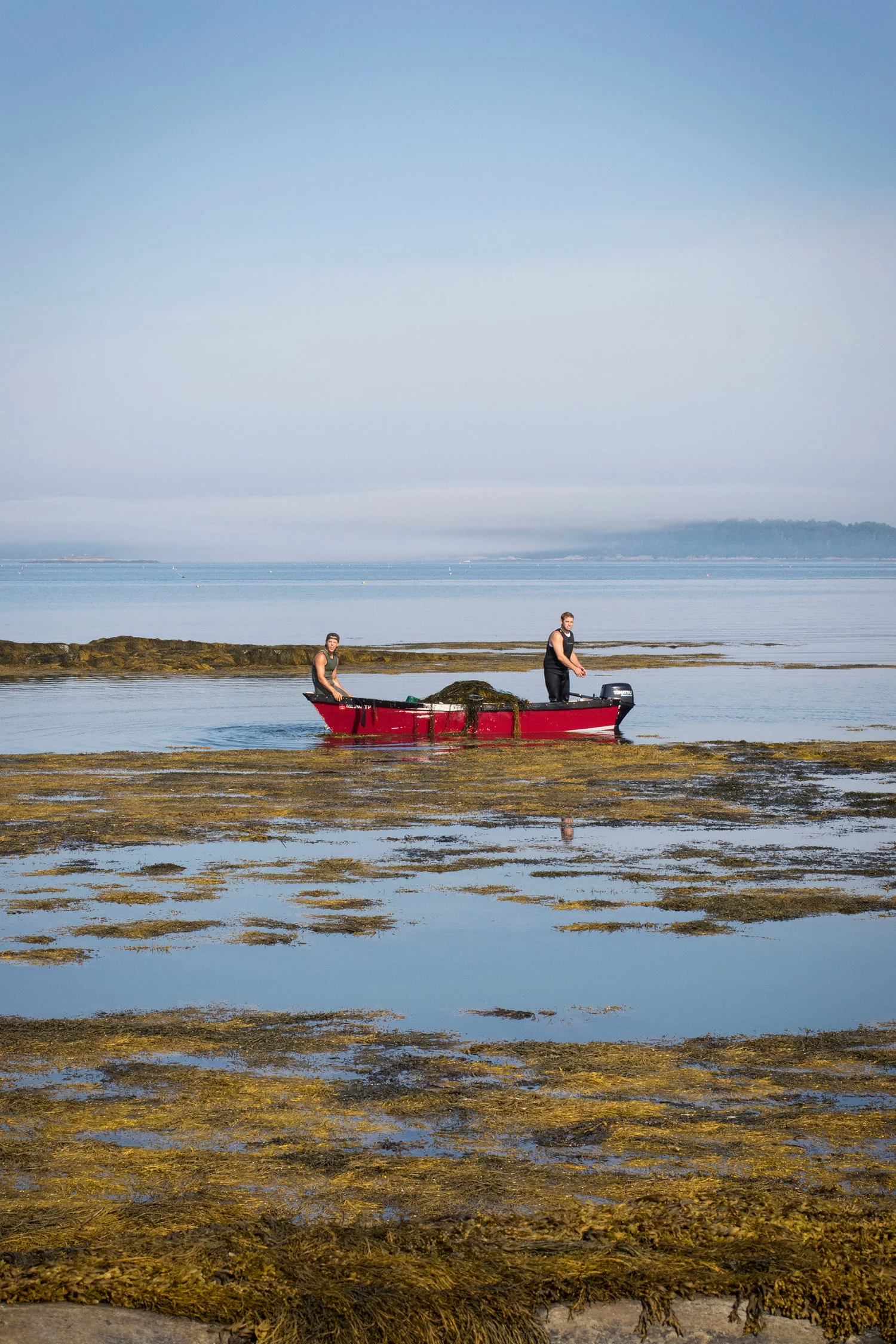 Maine Organic Seaweed Harvest02.jpg