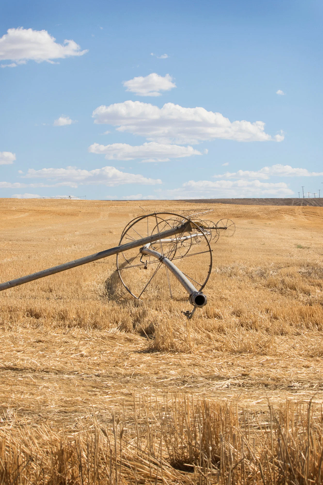 Open Field.jpg