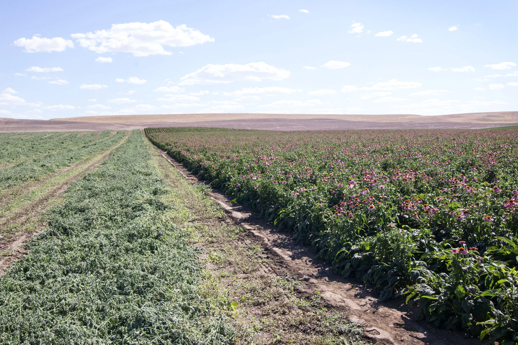 Organic Aromatic Herb Farm.jpg