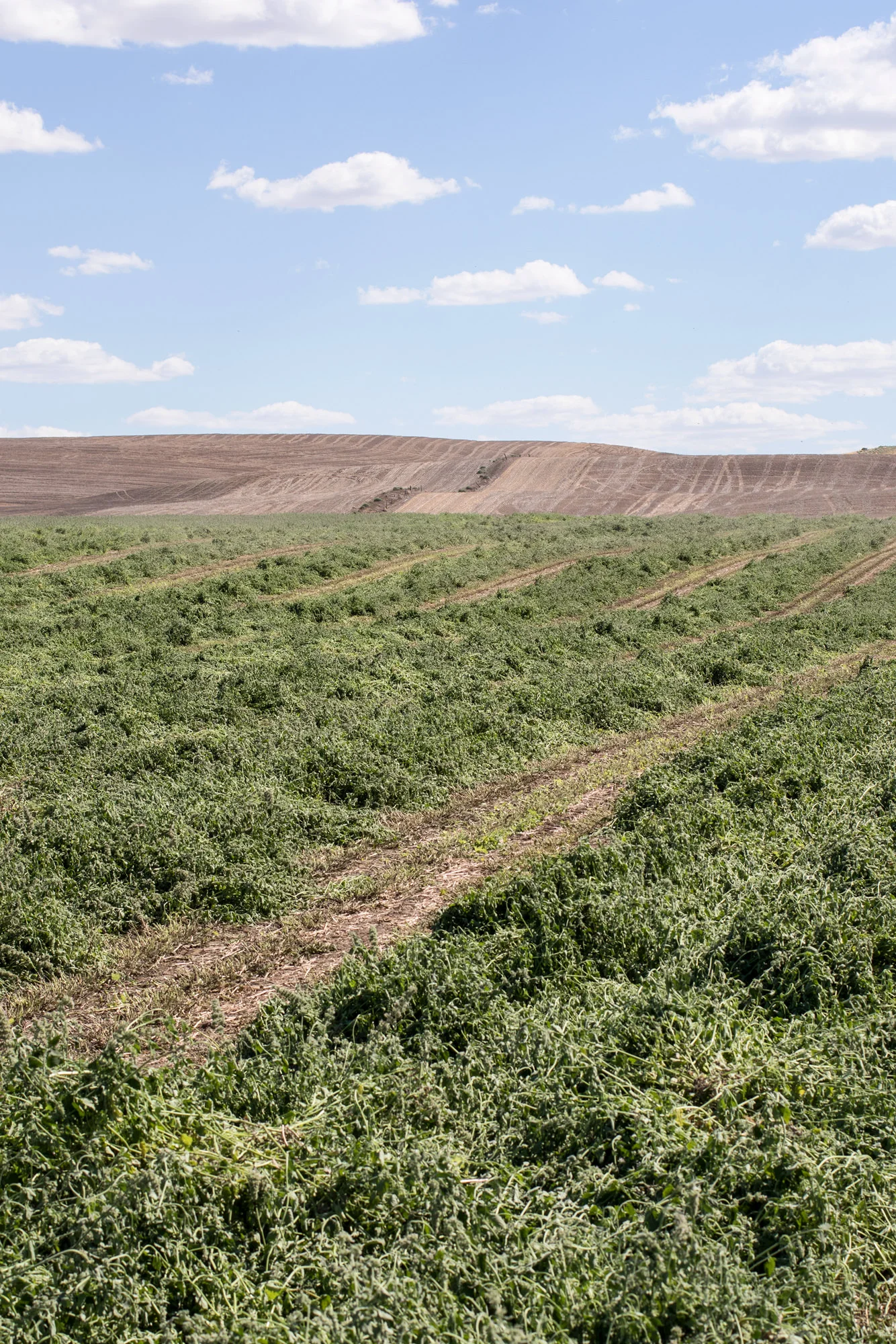 Organic Catnip Field.jpg