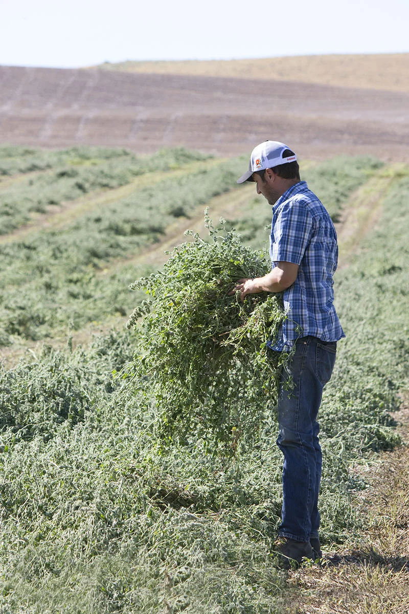 Organic+Herb+Farmer+Skullcap+Field.jpg