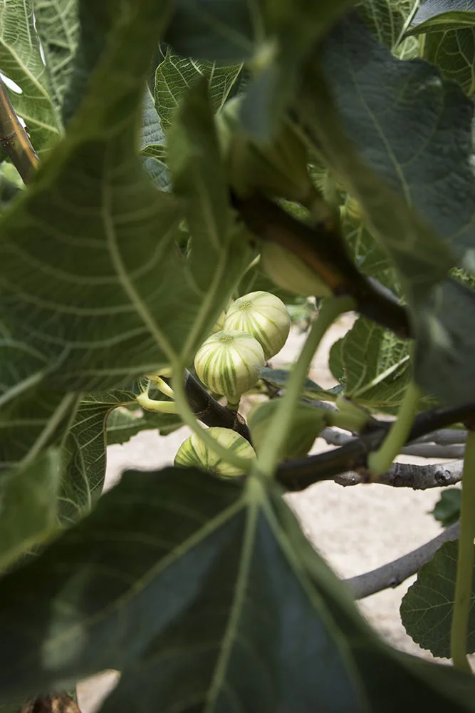 Tiger Stripe Fig Tree.jpg
