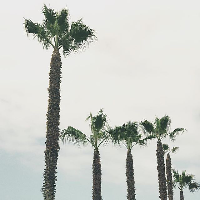 Wherever you see palms you know you're right where you need to be .
#packakaftan #saltyandpine #wanderwithus