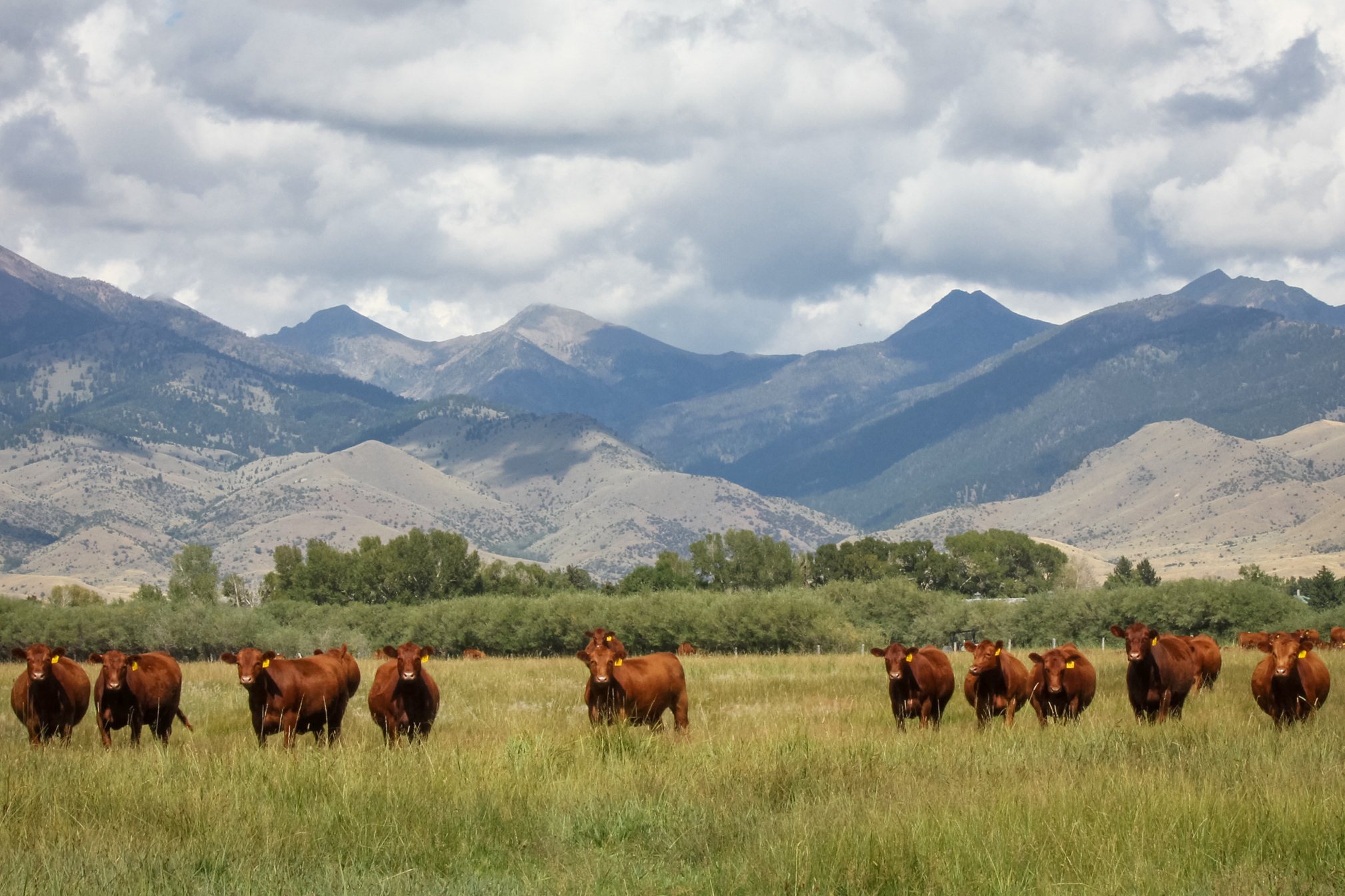 Breeds — 5L Red Angus