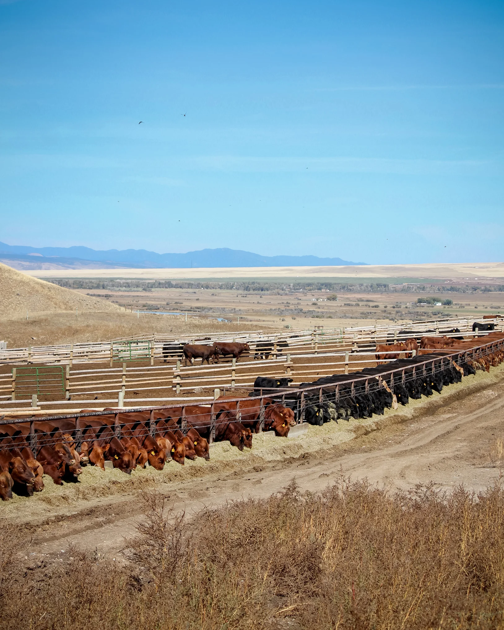 BULLS-AT-BUNK-PORTRAIT.jpg