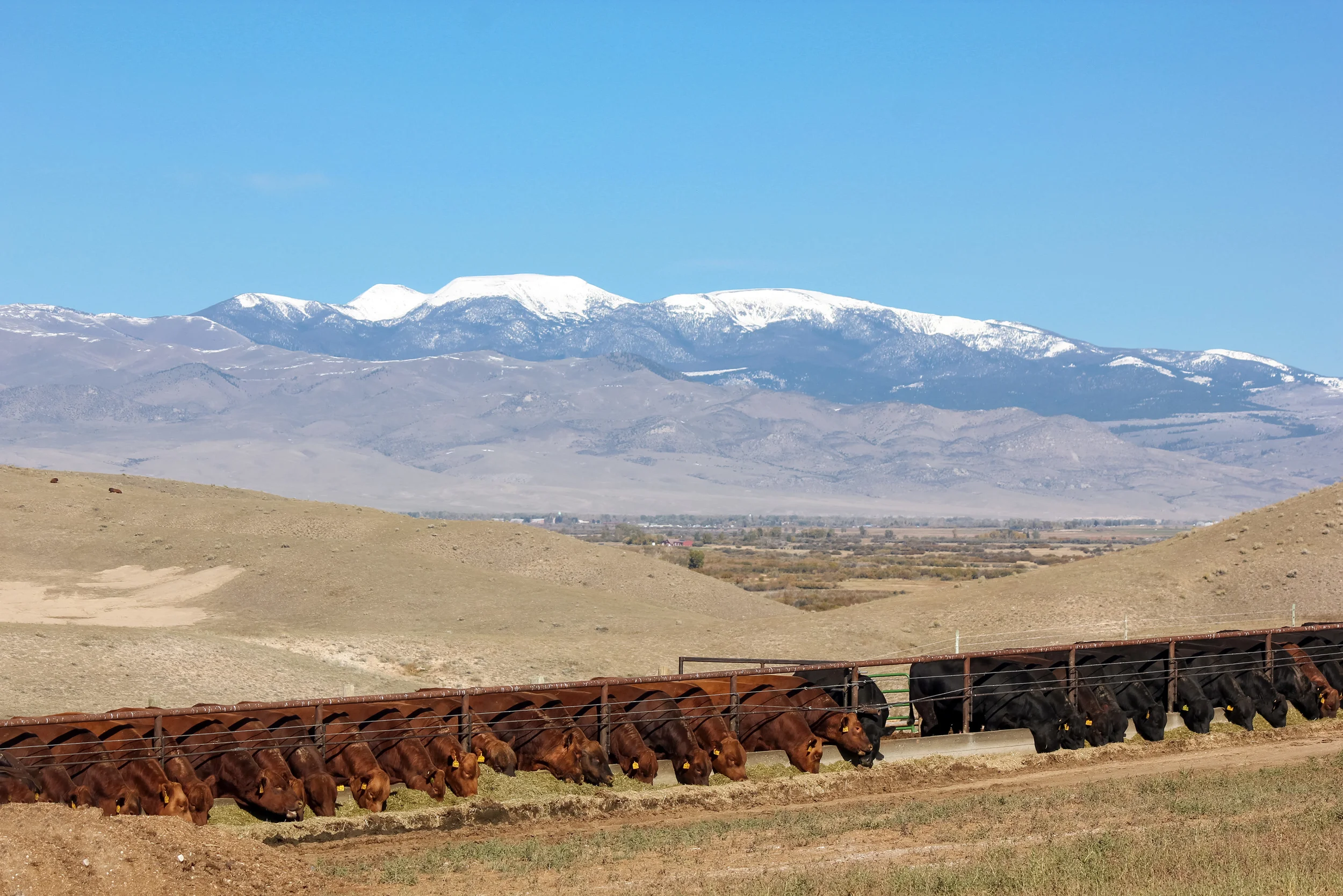 red-and-black-bulls-at-bunk-tabletop-mtn-in-back.jpg