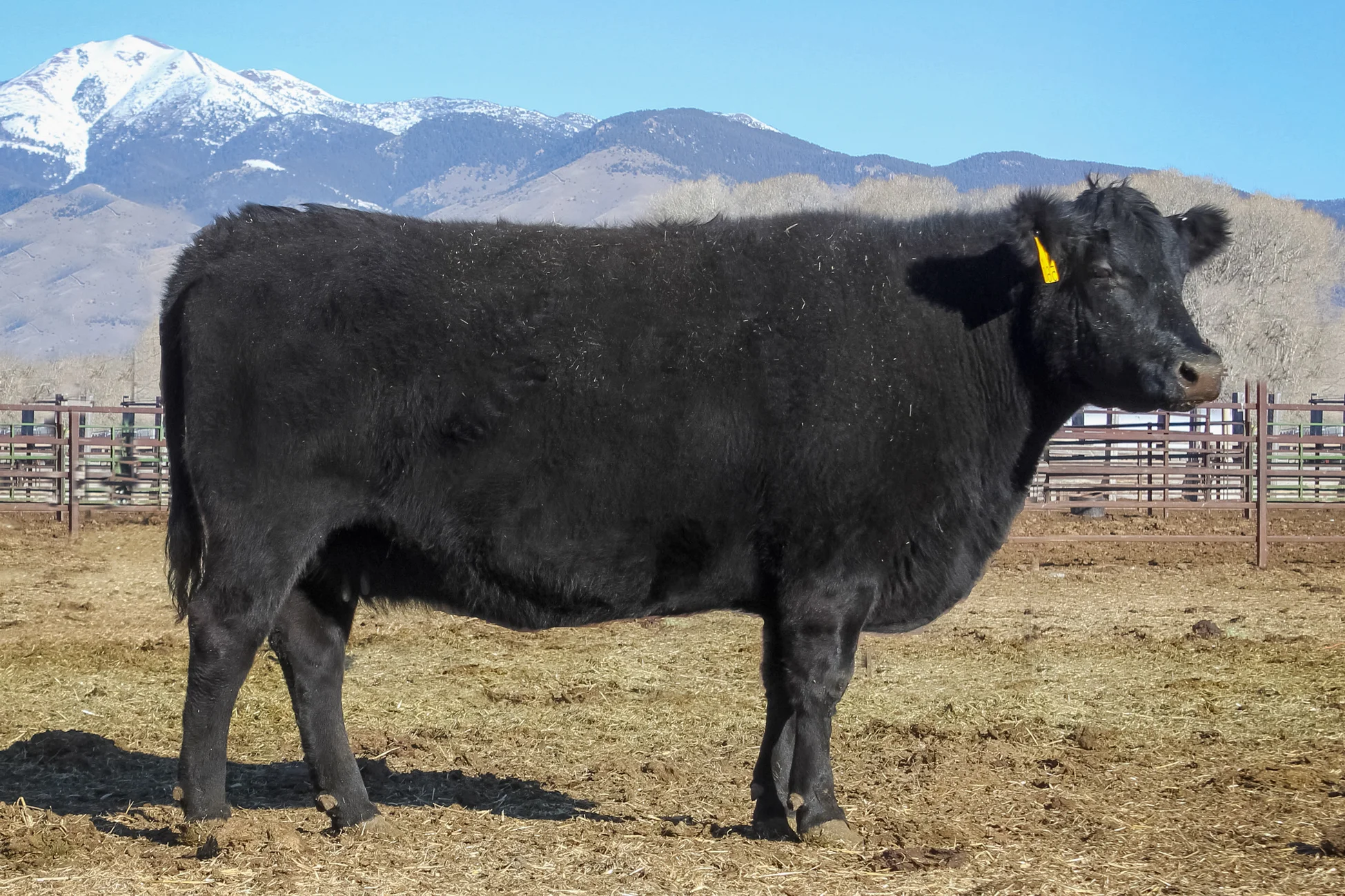Dam of Defender, 5L Black Adina 525-560